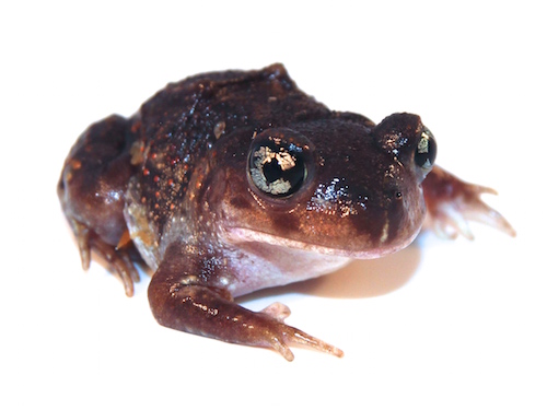 Eastern Spadefoot Toad For Sale, Eastern Spadefoot Toad For Sale Near Me, Eastern Spadefoot Toad For Sale Cheap, Eastern Spadefoot Toad For Sale Canada, Eastern Spadefoot Toad For Sale Uk, Eastern Spadefoot Toad For Sale Usa, Eastern Spadefoot Toad For Sale Europe, Baby Eastern Spadefoot Toad For Sale